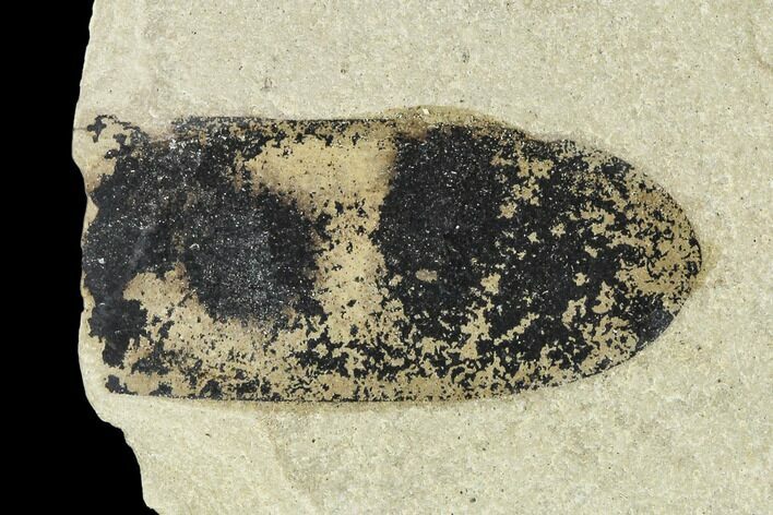 Fossil Legume (Mimosites) Pod - Green River Formation, Utah #111371